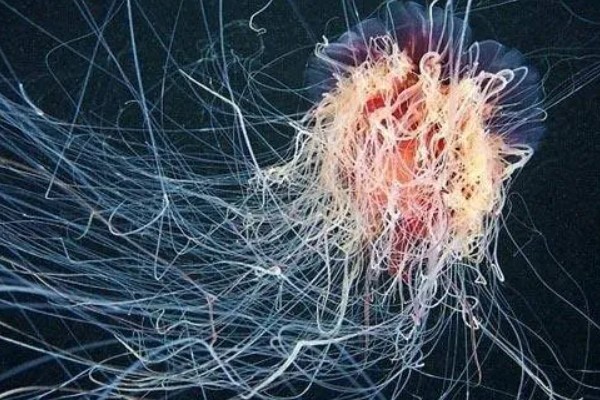 北极霞水母的简介,是一种低等腔肠动物