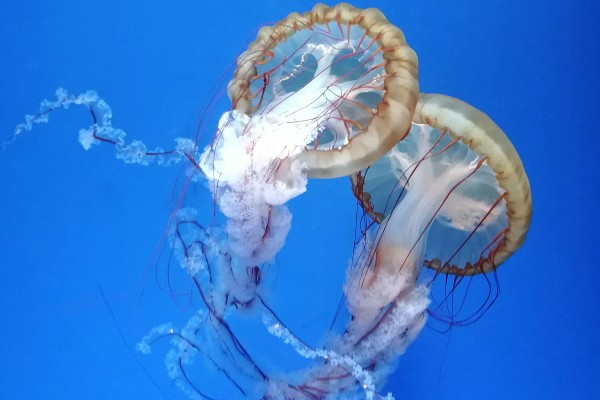 北极霞水母的简介,是一种低等腔肠动物