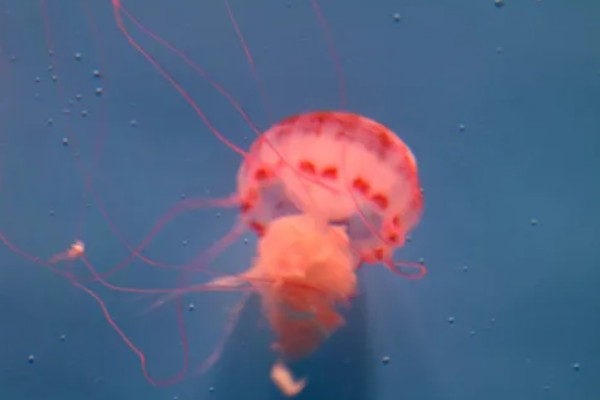 北极霞水母的简介,是一种低等腔肠动物