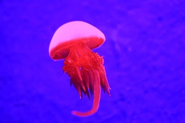 北极霞水母的简介,是一种低等腔肠动物