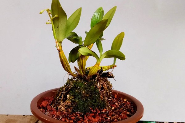 怎么养石斛兰,需要将其进行半阴养护