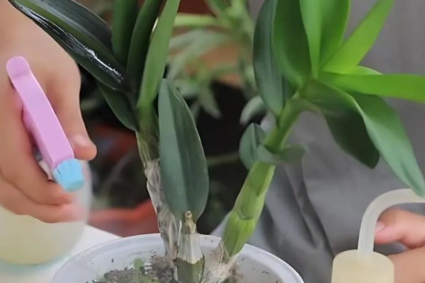 怎么养石斛兰,需要将其进行半阴养护