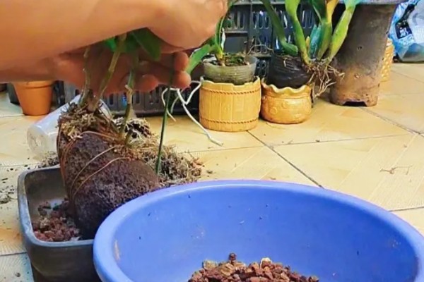 怎么养石斛兰,需要将其进行半阴养护