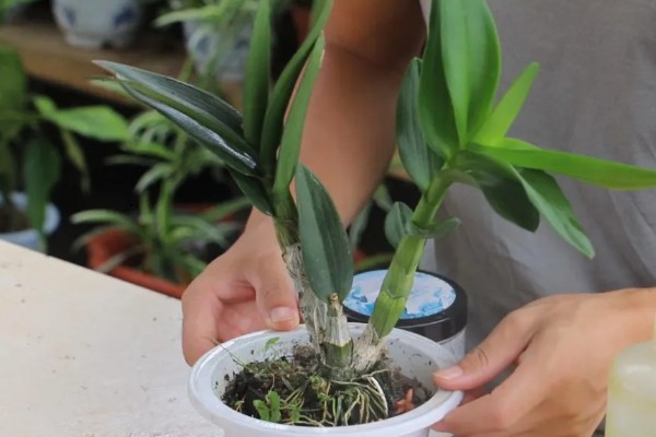 怎么养石斛兰,需要将其进行半阴养护