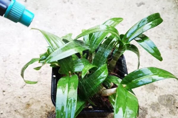 怎么养石斛兰,需要将其进行半阴养护