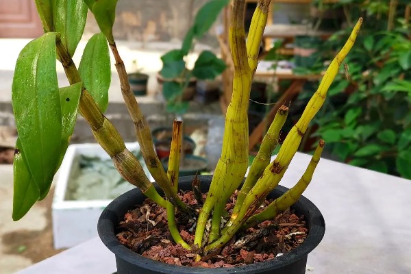 怎么养石斛兰,需要将其进行半阴养护