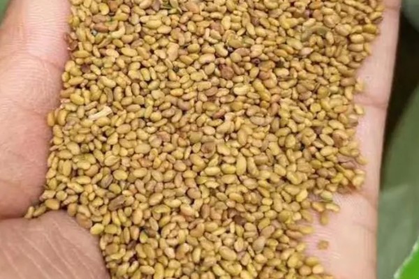 紫花苜蓿亩产多少斤,亩产量在八千斤左右