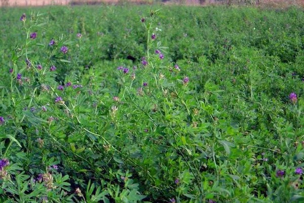 紫花苜蓿亩产多少斤,亩产量在八千斤左右