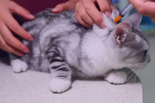 猫打完疫苗后会出现的不良反应,一般表现为过敏反应