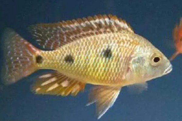 马鲷鱼简介,是马拉维湖慈鲷的统称