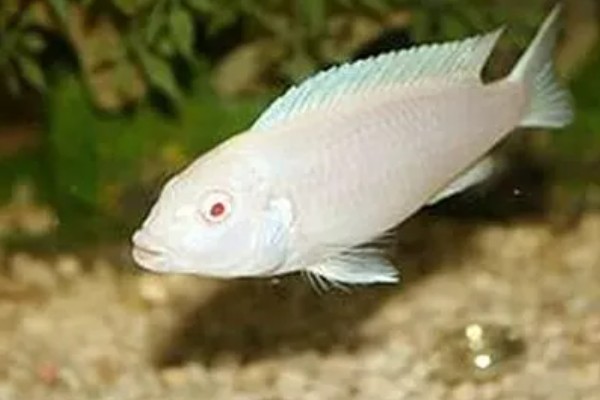 马鲷鱼简介,是马拉维湖慈鲷的统称