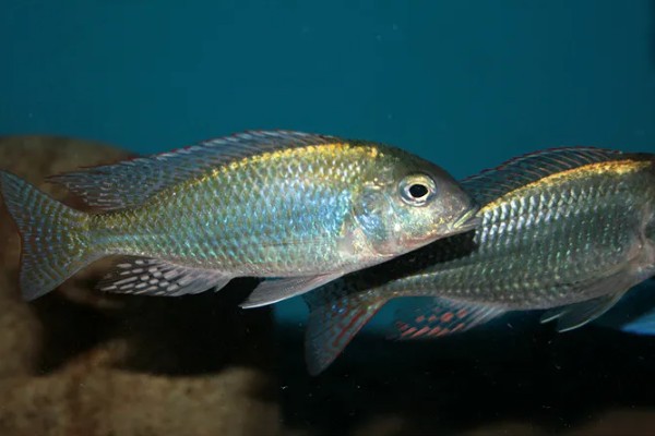 马鲷鱼简介,是马拉维湖慈鲷的统称