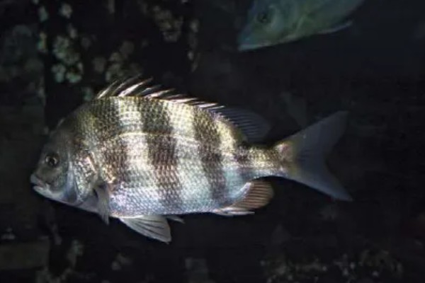 马鲷鱼简介,是马拉维湖慈鲷的统称
