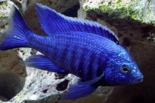 马鲷鱼简介,是马拉维湖慈鲷的统称