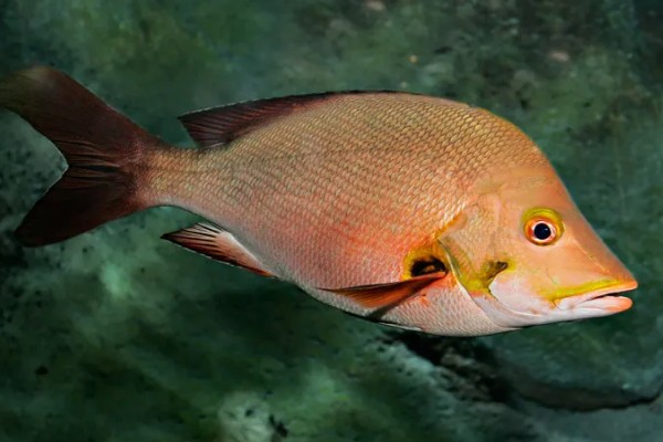 马鲷鱼简介,是马拉维湖慈鲷的统称