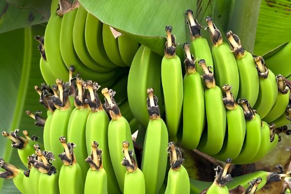 香蕉如何科学施肥，根据生长时期合理分配肥料