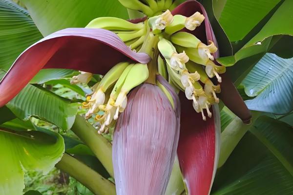 香蕉如何科学施肥，根据生长时期合理分配肥料