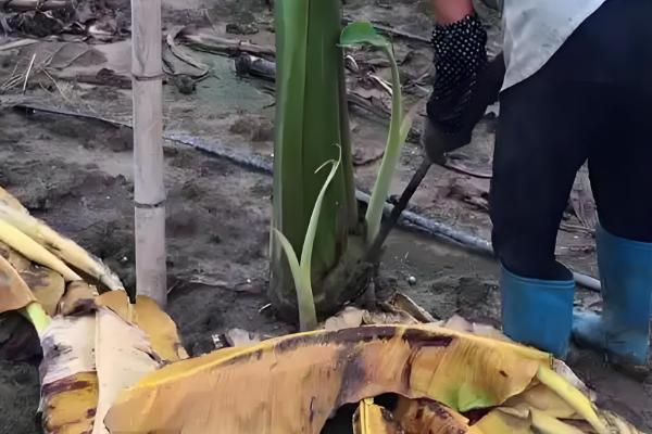 香蕉如何科学施肥，根据生长时期合理分配肥料