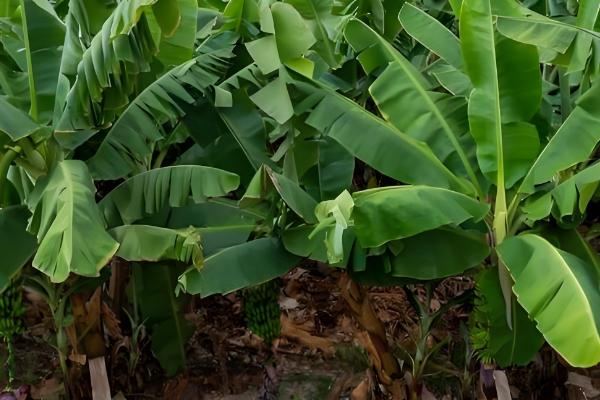 香蕉如何科学施肥，根据生长时期合理分配肥料