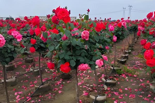 大花月季花苗怎么栽培,生长过程中应注意追施化肥