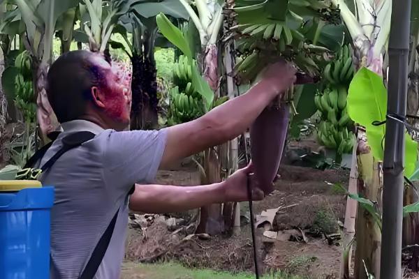 香蕉如何科学施肥，根据生长时期合理分配肥料