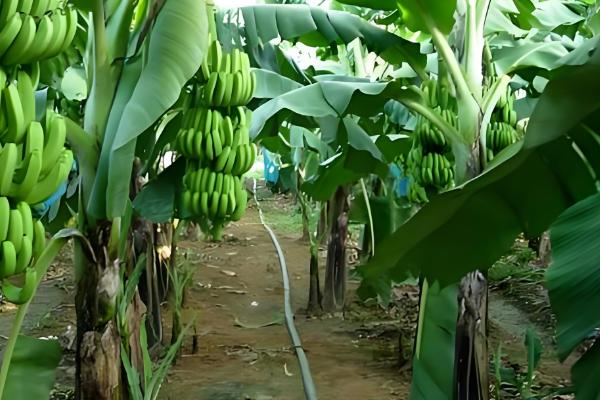 香蕉如何科学施肥，根据生长时期合理分配肥料
