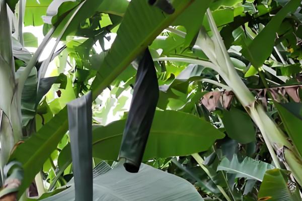 香蕉如何科学施肥，根据生长时期合理分配肥料