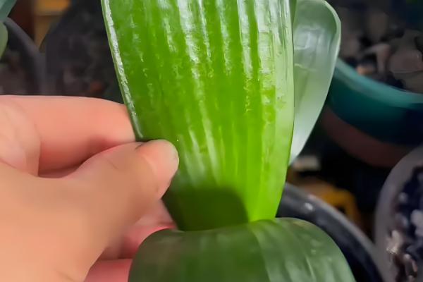 君子兰的叶片能不能掰掉,枯叶、老叶、细弱叶等不良叶片可以去除