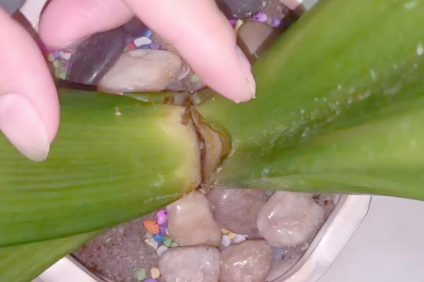 君子兰的叶片能不能掰掉,枯叶、老叶、细弱叶等不良叶片可以去除