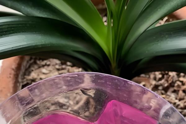 君子兰的叶片能不能掰掉,枯叶、老叶、细弱叶等不良叶片可以去除