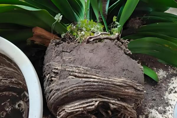 君子兰的叶片能不能掰掉,枯叶、老叶、细弱叶等不良叶片可以去除