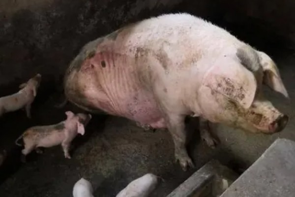 母猪流产的原因，可能合群不当或应激反应所致