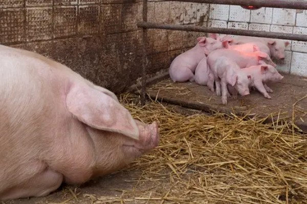 母猪流产的原因，可能合群不当或应激反应所致