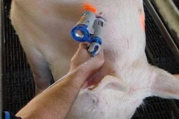 母猪流产的原因，可能合群不当或应激反应所致