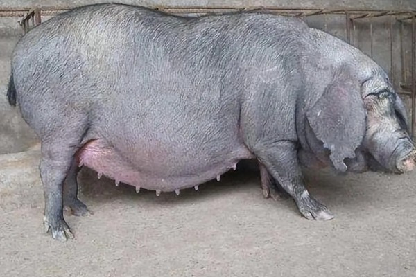 母猪流产的原因，可能合群不当或应激反应所致