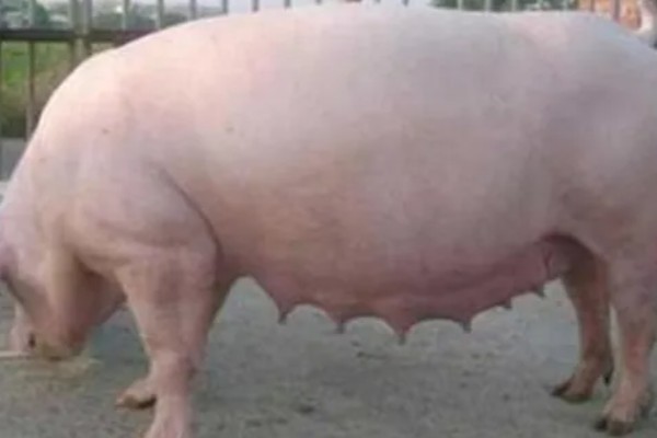 母猪流产的原因，可能合群不当或应激反应所致