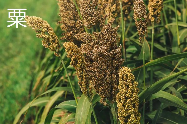 农作物五谷是什么,是黍、稷、麦、菽、稻