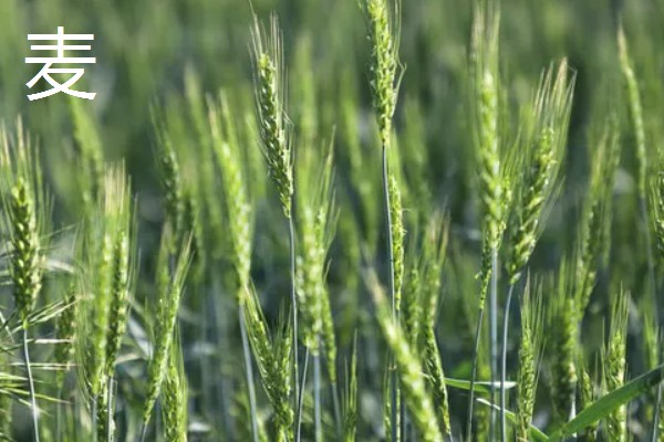 农作物五谷是什么,是黍、稷、麦、菽、稻
