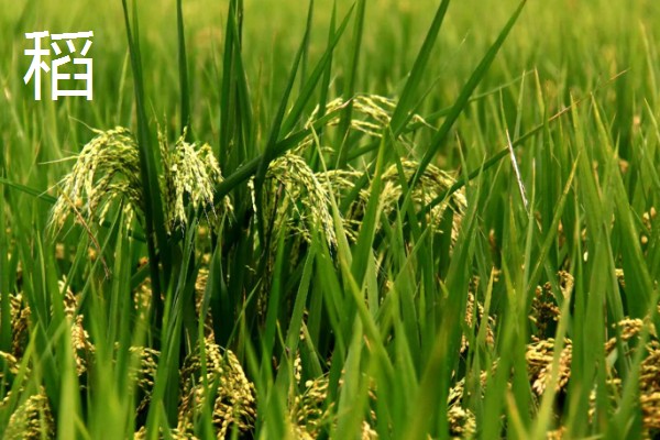 农作物五谷是什么,是黍、稷、麦、菽、稻