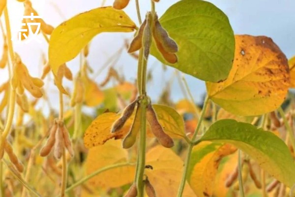 农作物五谷是什么,是黍、稷、麦、菽、稻