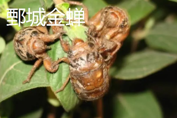 山东菏泽的特产，有富贵坊牡丹糕、沙土瓜子等