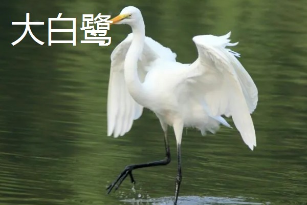 白鹭的种类，有大白鹭、黄嘴白鹭等