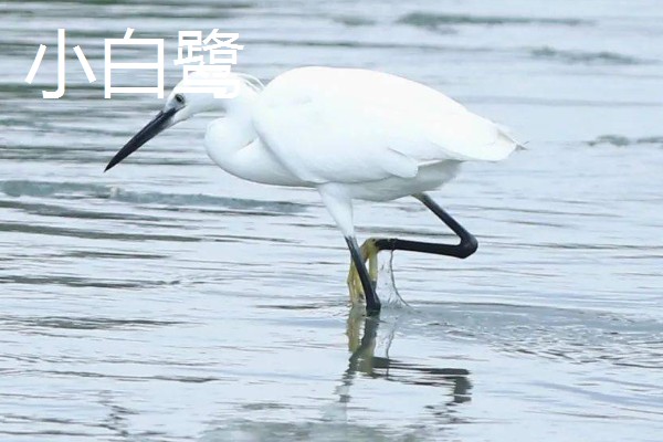 白鹭的种类，有大白鹭、黄嘴白鹭等