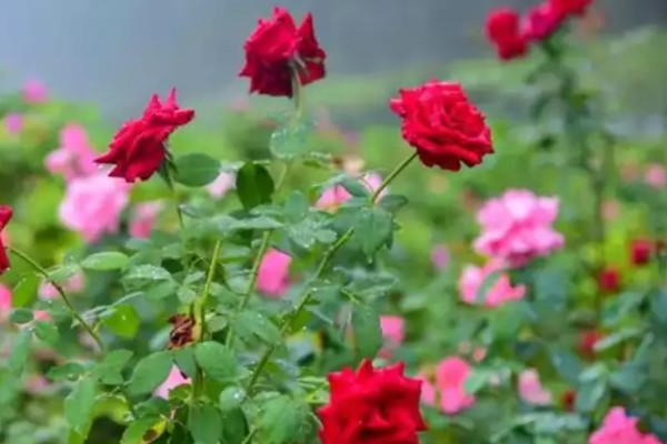 乌鲁木齐的市花市树是什么，分别是玫瑰花和大榆树