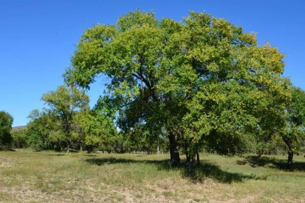 乌鲁木齐的市花市树是什么，分别是玫瑰花和大榆树