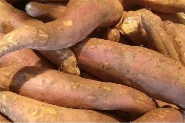 甘薯小象虫对人体有哪些危害,对人体不会造成直接伤害