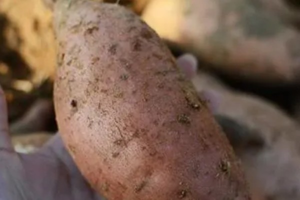 甘薯小象虫对人体有哪些危害,对人体不会造成直接伤害