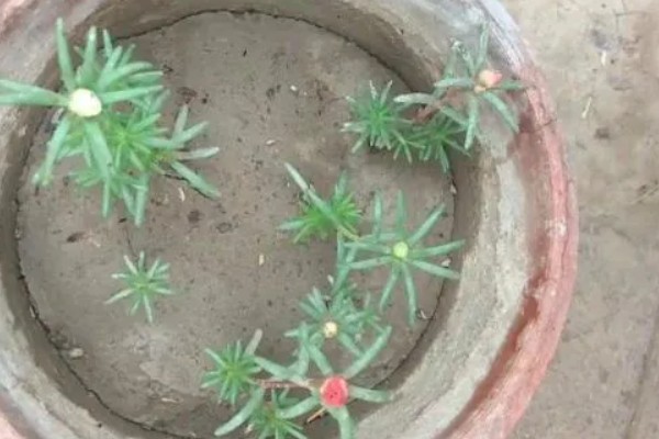 太阳花能水培养吗，太阳花可以水培养