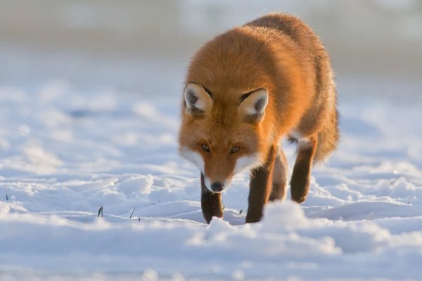 狐狸是不是国家保护动物,普通的狐狸不属于国家保护动物