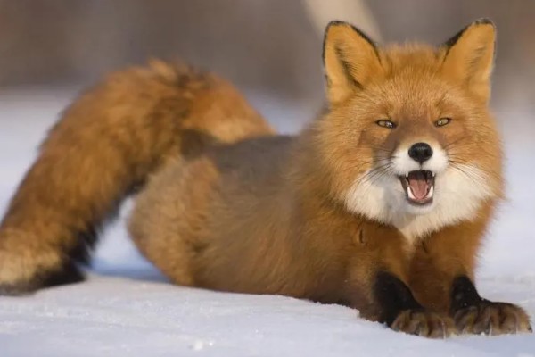 狐狸是不是国家保护动物,普通的狐狸不属于国家保护动物